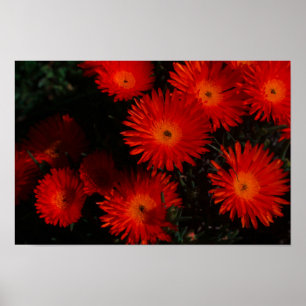 Poster Afrique du Sud Vert Orange Fleurs Succulentes