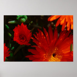 Poster Afrique du Sud Vert Orange Fleurs Succulentes