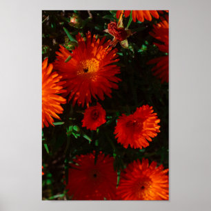 Poster Afrique du Sud Vert Orange Fleurs Succulentes