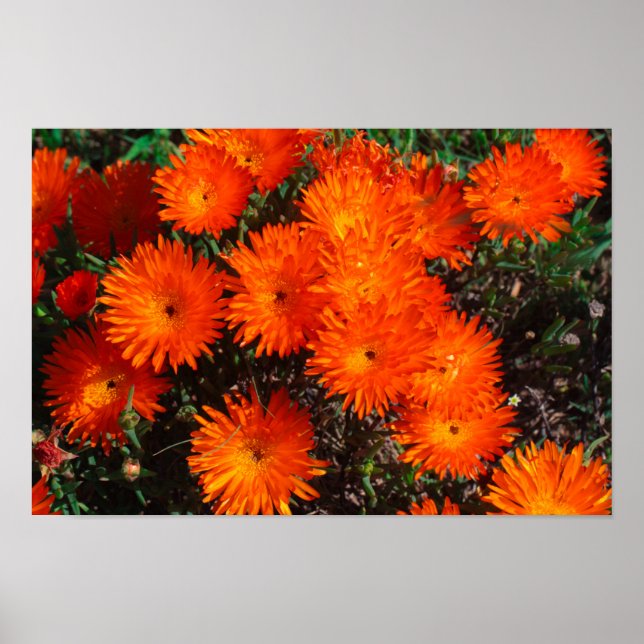 Poster Afrique du Sud Vert Orange Fleurs Succulentes (Devant)