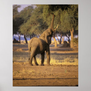 Poster Afrique, Kenya, Masaï Mara. Eléphant (Loxodonta)