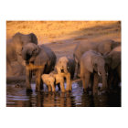 Afrique, Kenya, Masaï Mara. Eléphants (Loxodonta)