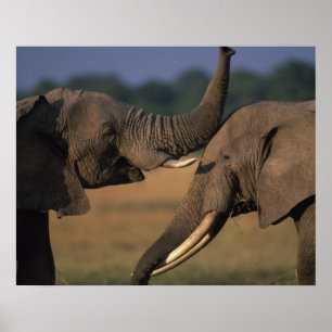 Poster Afrique, Kenya, Masai Mara Game Reserve, Deux Taur