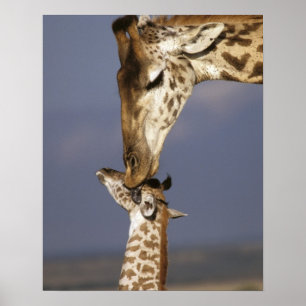 Poster Afrique, Kenya, Masai Mara. Girafes (Giraffa