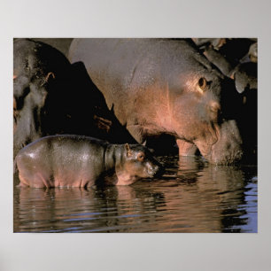 Poster Afrique, Kenya, Masaï Mara. Hippopotame commun