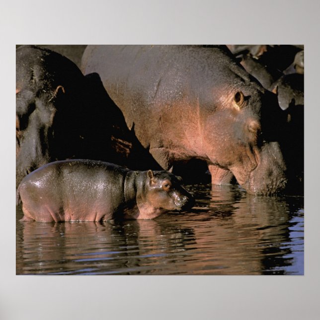 Poster Afrique, Kenya, Masaï Mara. Hippopotame commun (Devant)