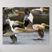 Afrique. Kenya. Pélicans blancs en vol au lac