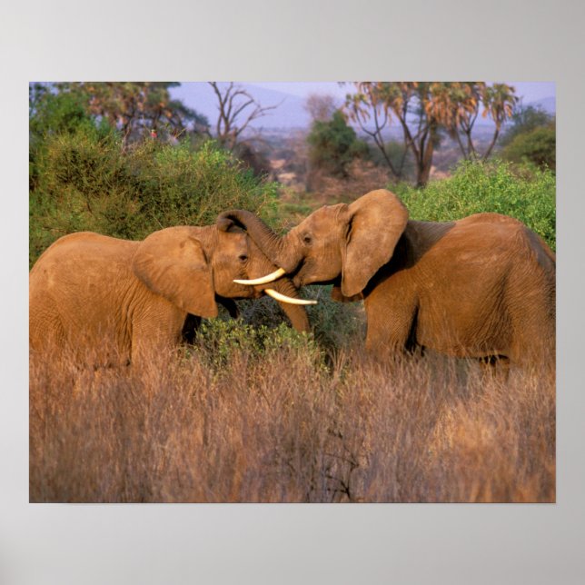Poster Afrique, Kenya, Samburu. Défi des éléphants (Devant)