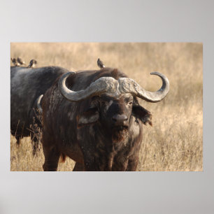 Poster Afrique - Le boeuf avec une grande corne