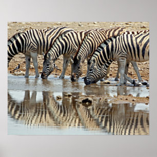 Poster Afrique, Namibie, Etosha NP. Zebra de Burchell