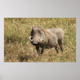 Poster Afrique - Nasenschwein