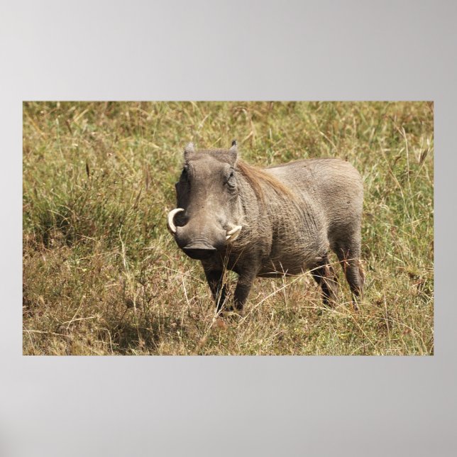 Poster Afrique - Nasenschwein (Devant)