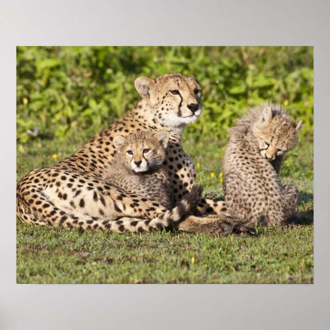 Poster Afrique. Tanzanie. Cheetah mère et petits 2 (Devant)