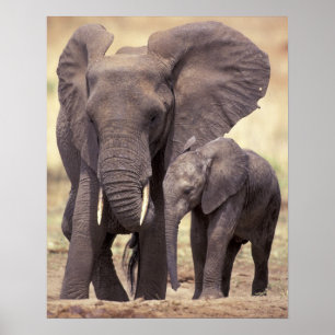 Poster Afrique, Tanzanie, Parc national de Tarangire. 2