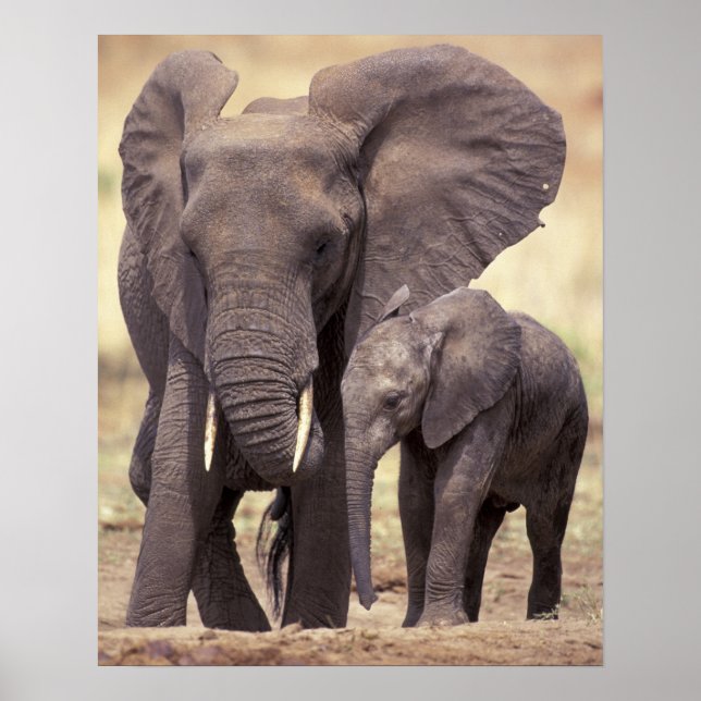Poster Afrique, Tanzanie, Parc national de Tarangire. 2 (Devant)