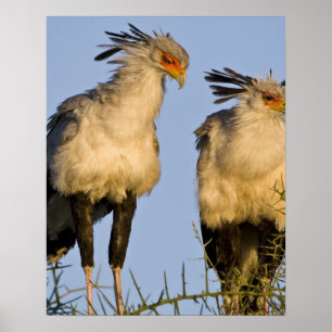 Poster Afrique. Tanzanie. Secrétaire Birds à Ndutu à
