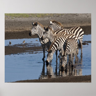 Poster Afrique. Tanzanie. Zèbres buvant à Ndutu