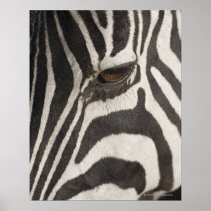 Poster 'Afrique, Tanzanie, zone de conservation du Ngoron