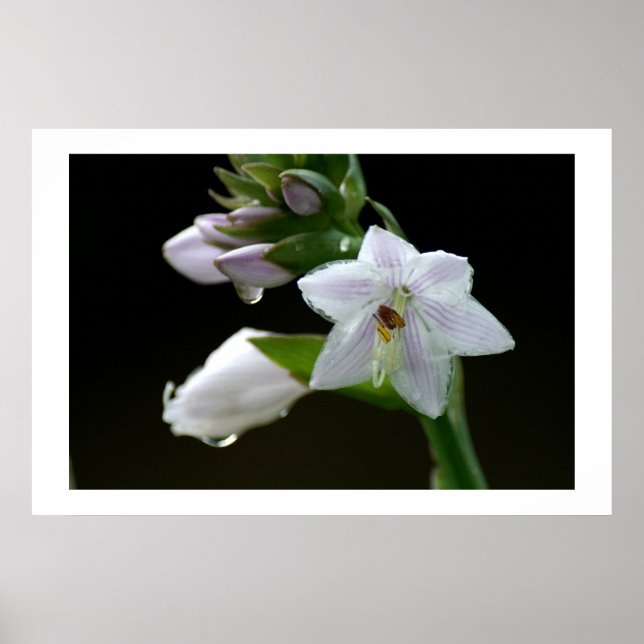 Poster After the rain (Devant)