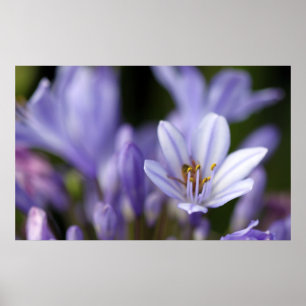 Poster Agapanthus Africanus