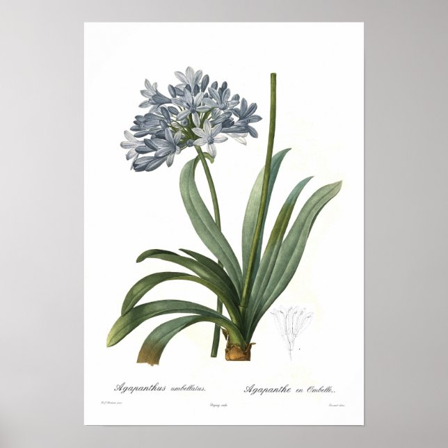 Poster Agapanthus umbellatus (Devant)