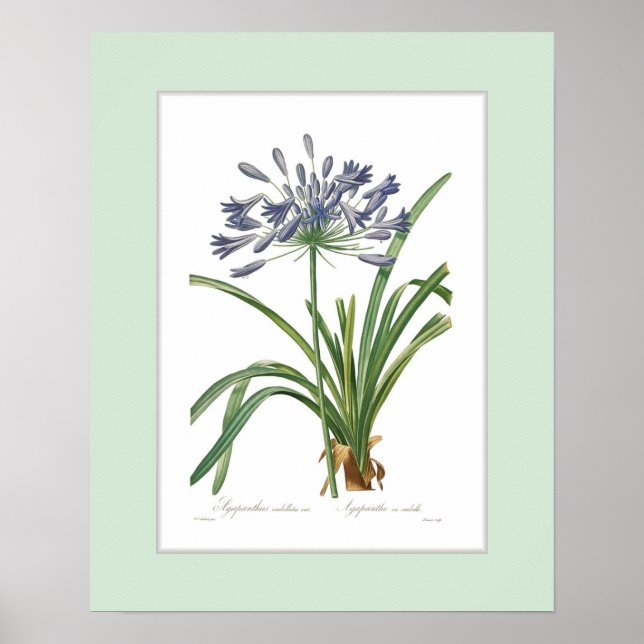 Poster Agapanthus umbellatus, Bordure personnalisée (Devant)