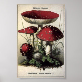 Poster Agaricus muscarius