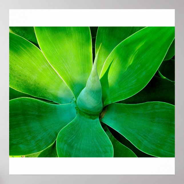 Poster Agave (Devant)