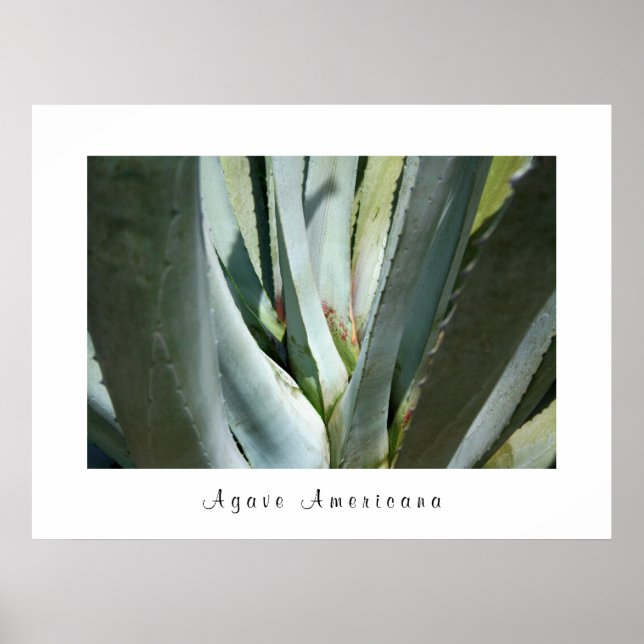 Poster Agave Americana (Devant)