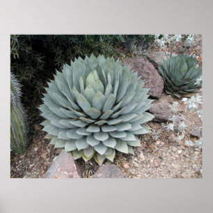 Poster Agave de Coues ~Impression~