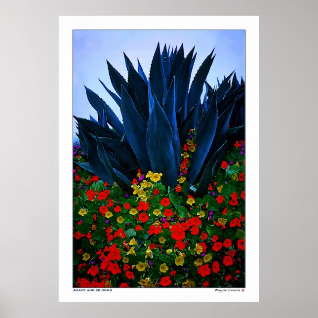 Poster AGAVE et BLOOMS - CÔTE CALIFORNIENNE (Devant)