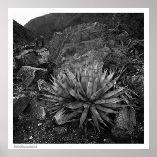 Poster Agave in Deep Canyon Desert Research Station