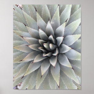 Poster Agave Plante Succulent Bleu Cactus Tequila Désert