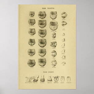 Poster Âge de cheval par l'affiche dentaire d'anatomie de