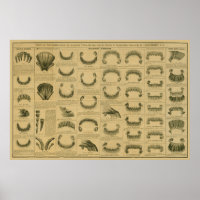 Âge du cheval par dents Graphique Anatomie dentair