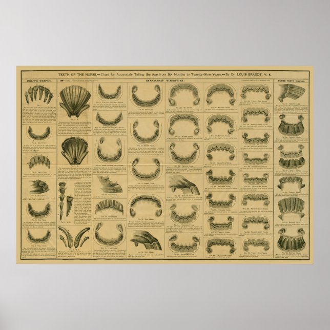 Poster Âge du cheval par dents Graphique Anatomie dentair (Devant)