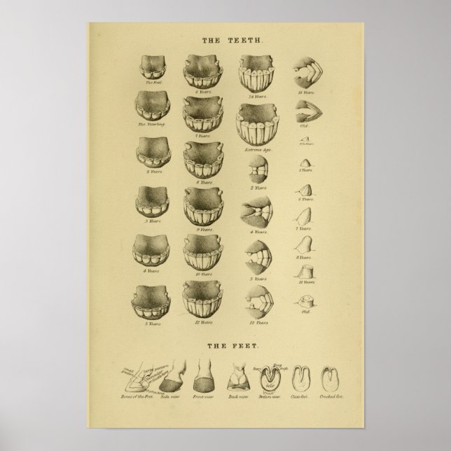 Poster Âge du cheval par dents Graphique Anatomie dentair (Devant)