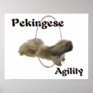 Poster Agilité du Pékinois