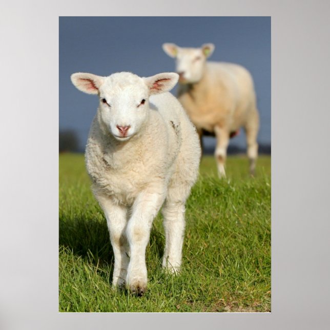 Poster Agneau curieux (Devant)