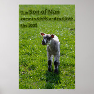 Poster Agneau perdu