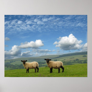 Poster Agneaux gallois