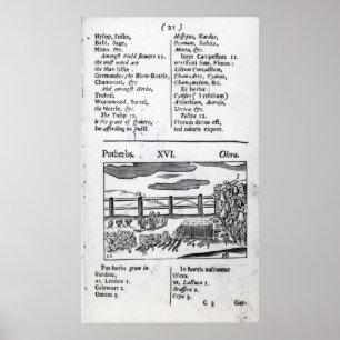 Poster Agriculture de plante 'des pictus de sensualité