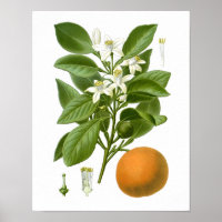 Agrumes Fruit Orange Botanique Imprimer n° 2 Wall 