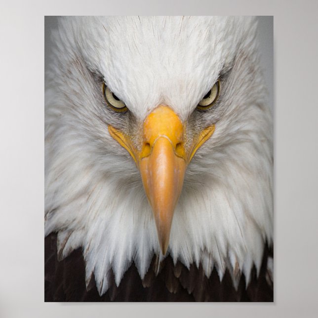 Poster Aigle (Devant)
