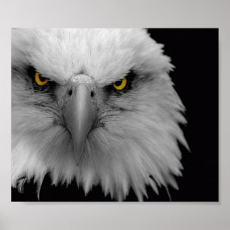 Poster aigle