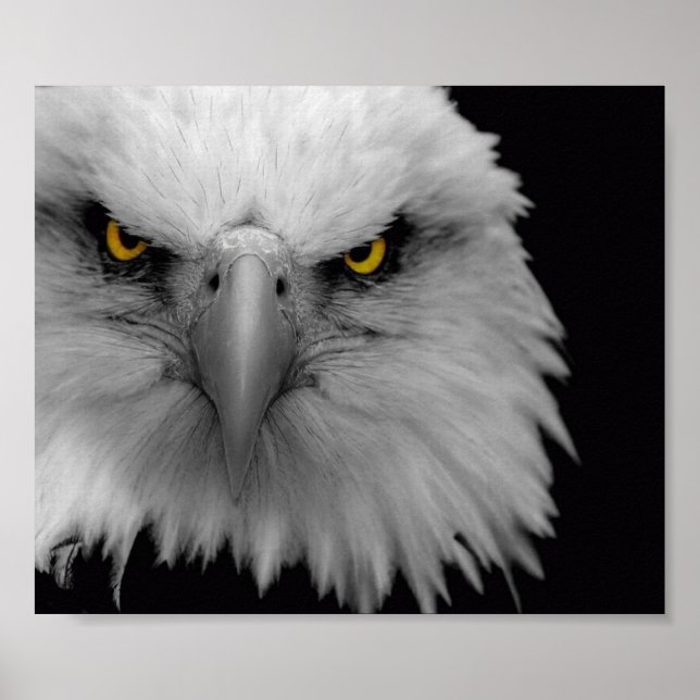 Poster aigle (Devant)