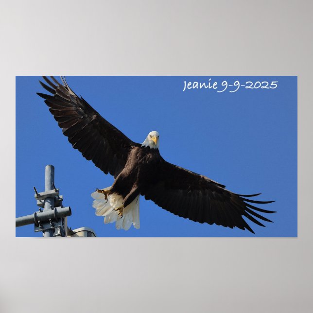 Poster Aigle (Devant)