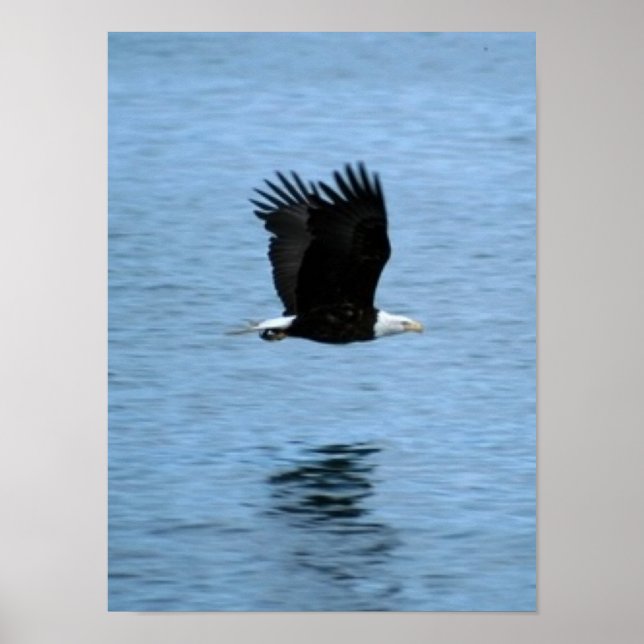 Poster Aigle (Devant)