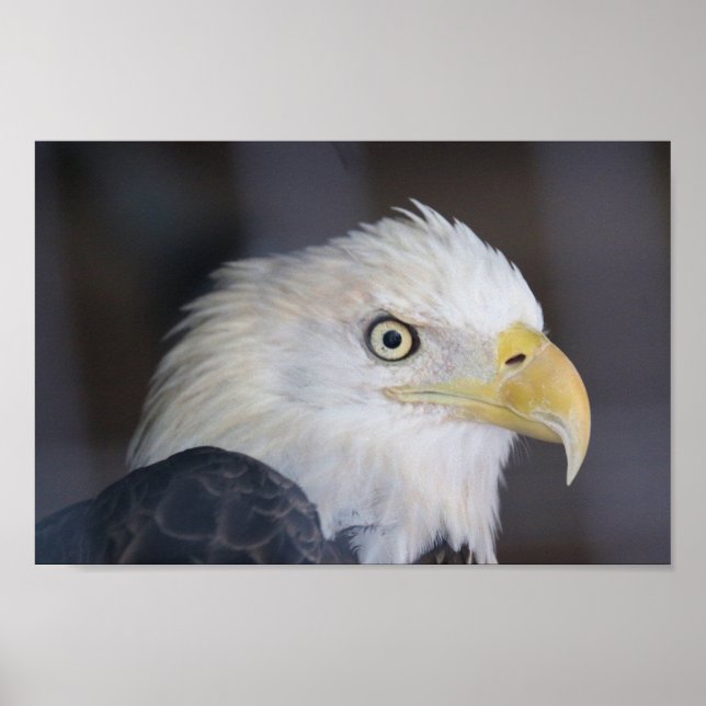 Poster Aigle (Devant)