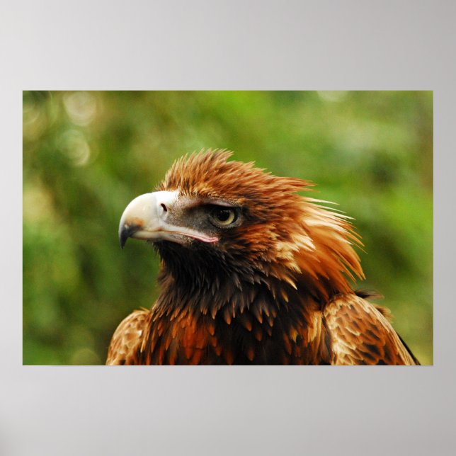 Poster Aigle (Devant)